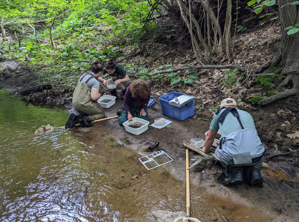 McQuesten Brook: an urban oasis