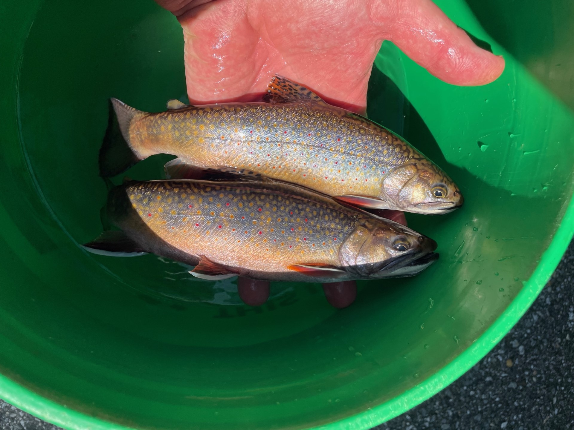 Inner City Salmonids