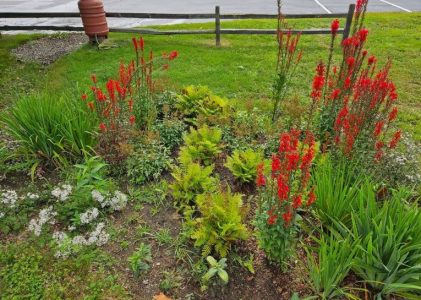Rain, rain, you don’t have to go away; this little rain garden will handle your flow every day!&nbsp;